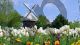 Windmills and Flowers, Tulips - Photography