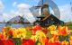 Windmills and Flowers, Tulips - Photography