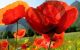 Poppies - Photography