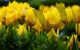 Yellow Tulips - Photography